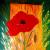 Kornblume von