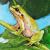Laubfrosch von kö