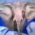 elefant von the eyes