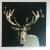 Deer Pop II von