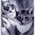 Cats von Meike