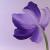 Tulpenpracht von YVS_Art