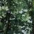 Woods detail 6 von Keseru Robert
