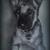 Schäferhund von Jenny