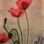 Mohnblumen von CristalPainting