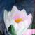 Seerosenblüte von Zuhl