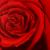 Red Rose von chbo