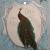 Pfau von sabsen