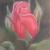 Rose von