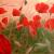 Poppy von CristalPainting