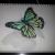 Schmetterling von greenFreedome