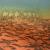 Karawane in der Sahara von Lotte Schwalb