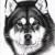 Alaskan Malamute von