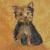Yorkshire Terrier von Anja Laier