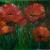 Roter Mohn von
