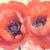 Mohn von OMaiwald