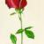 Rote Rose von Jenny