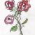 Rose Rot von