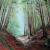 Through the Forest von