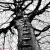 The Ladder (Dark Ink) von Bela Manson