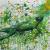 Frosch 1 von