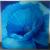 Blaue Mohnblüte von MB