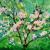 Magnolien von I,P,pikip