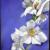 Blüten von CristalPainting