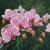 Orchideen von