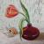 Tulpe von
