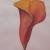 Calla von IndiVirtuArt