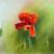 Mohnblume von reniART