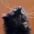 Black Cat von reniART