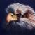 Seeadler von reniART