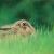 Mein Name ist Hase.. von reniART