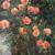 Roses von