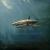 White Shark von