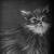 Katze von Jenny