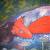 Magic Mushroom's von Emilyerdbeere