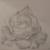Rose grau von