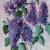 Lilac / Flieder von Nici