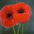 Mohn von P.N.Artworks
