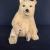 Sculpter sur bois sculpter.lu von Hobby Sculpture
