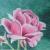 Rose von