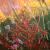 Wiesenblumen in Mieming von Walter Haas