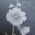 Stockrose von