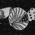 Muscheln im Sand von