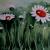 Blumenwiese von galerie-rosa