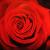 Rote Rose von same
