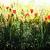 Blumenwiese von same